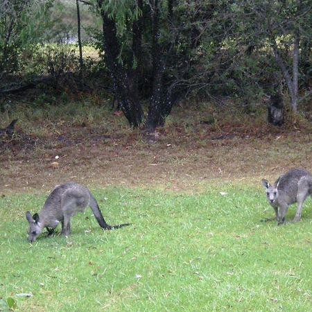 Wombatalla Kangaroo Valley Eksteriør billede
