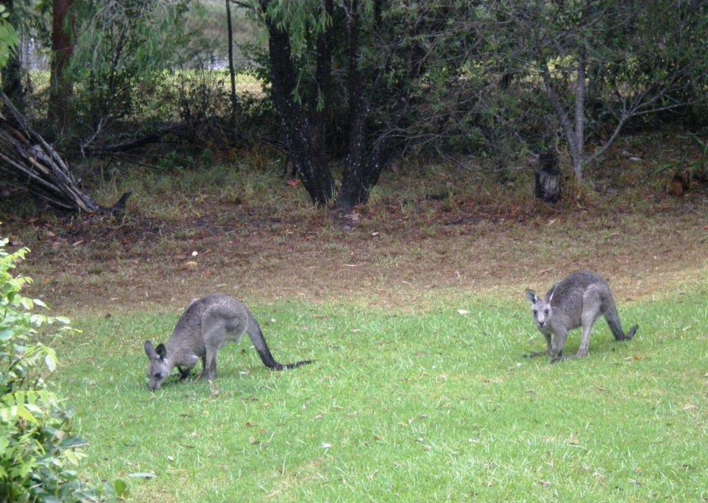 Wombatalla Kangaroo Valley Eksteriør billede